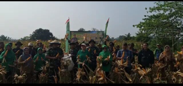 Dukung Ketahanan Pangan, Kodim 0602/Serang Sukses Panen Jagung