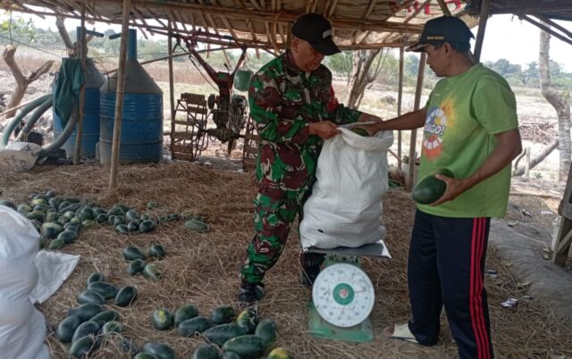 Peran Babinsa Koramil 0602-05/Cipocok Jaya Menjaga Ketahanan Pangan