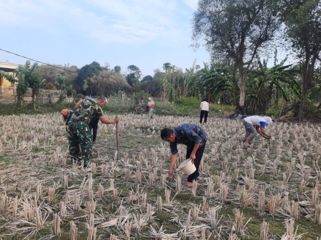 Jaga Ketahanan Pangan, Babinsa Koramil 0602-17/Carenang Tanam Kedelai Bersama Petani