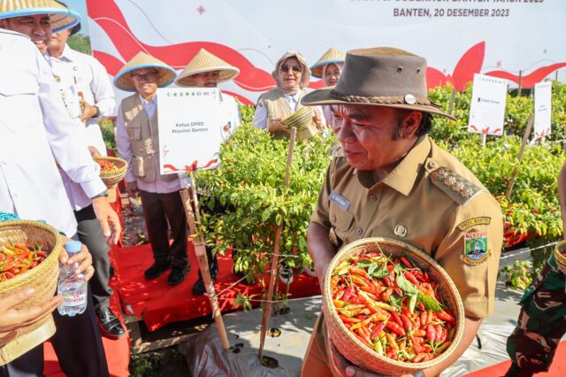 Al Muktabar Lakukan Gerakan Panen dan Tanam Cabai