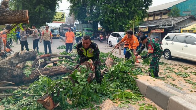 Gerak Cepat, Danramil 0602-05/Cipocok Jaya Dan Babinsa Membantu Evakuasi Pohon Tumbang