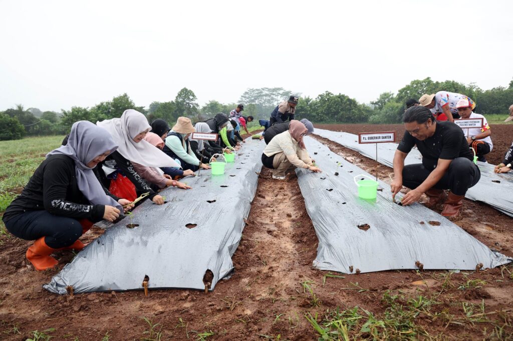 Pj Ketua TP PKK Provinsi Banten Tine Al Muktabar Gencarkan Pemanfaatan Lahan Pekarangan Pj Ketua TP PKK Provinsi Banten Tine Al Muktabar Gencarkan Pemanfaatan Lahan Pekarangan