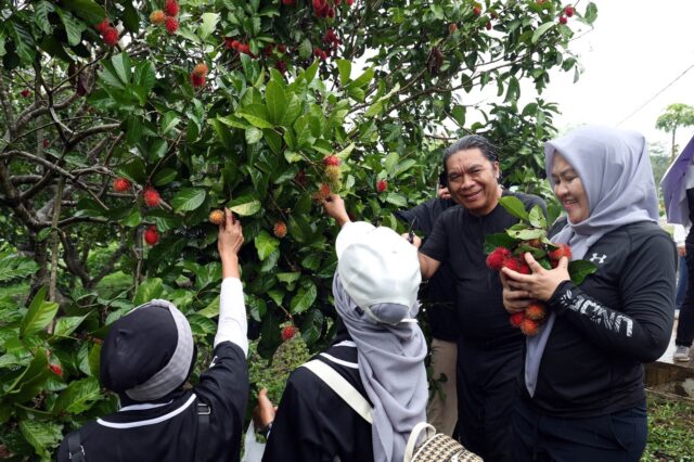 Al Muktabar Panen Bawang Merah dan Rambutan Serta Tanam Cabai