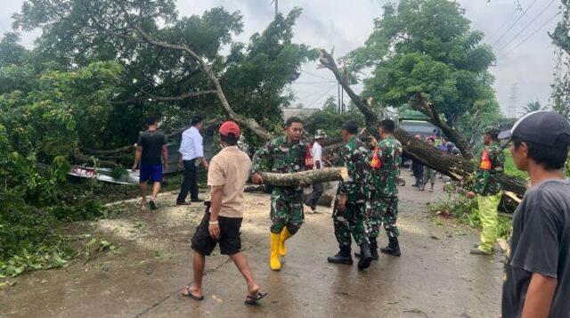 Babinsa Koramil 0602-06/Kramatwatu Bantu Evakuasi Pohon Tumbang yang Menutupi Badan Jalan