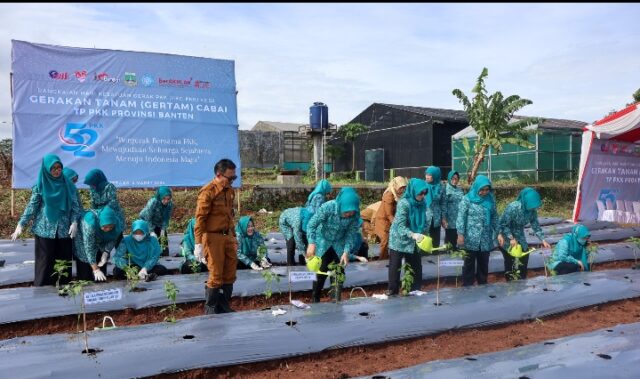 PKK Provinsi Banten Tanam 16.600 Bibit Cabai