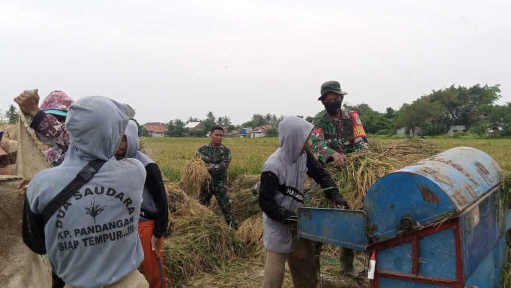 Dukung Program Swasembada Pangan, Babinsa Koramil 0602-10/Pontang Dampingi Petani