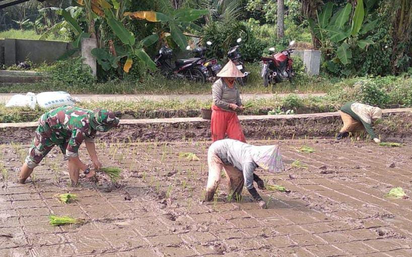 Dukung Swasembada Pangan, Babinsa Kodim 0602/Serang Dampingi Poktan Jaya Makmur Tanam Padi