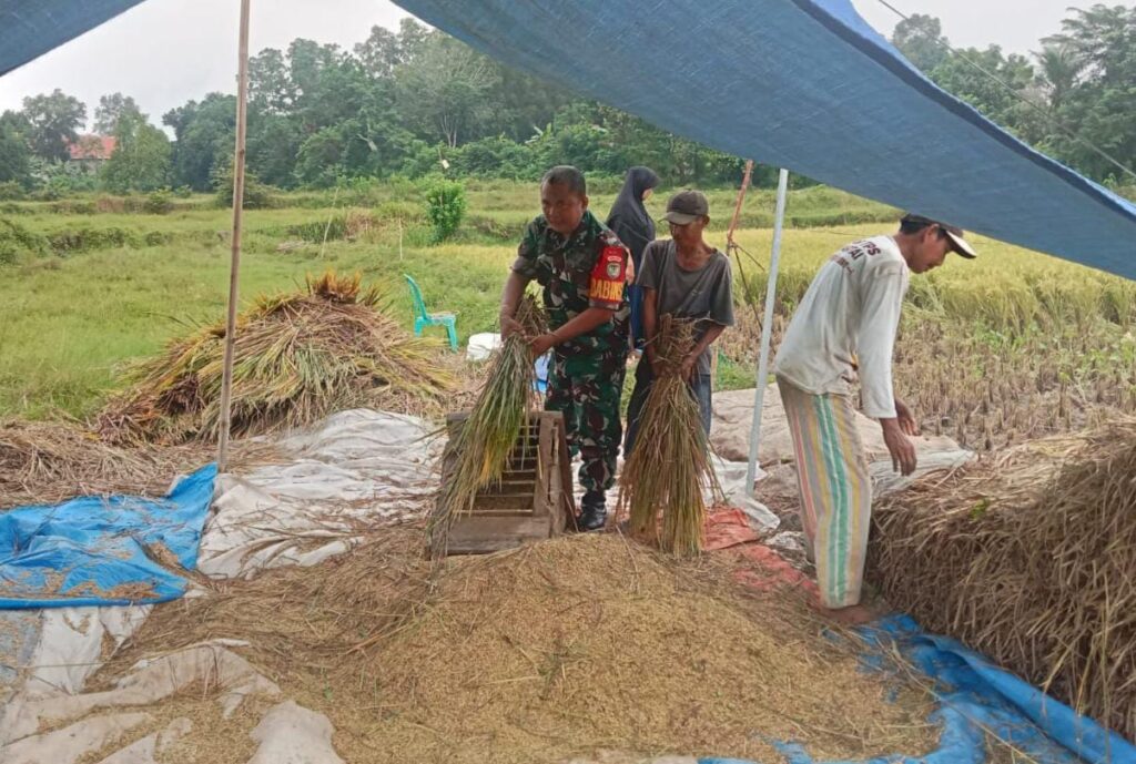 Dukung Swasembada Pangan, Babinsa Kodim 0602/Serang Dampingi Petani Panen Padi Dukung Swasembada Pangan, Babinsa Kodim 0602/Serang Dampingi Petani Panen Padi