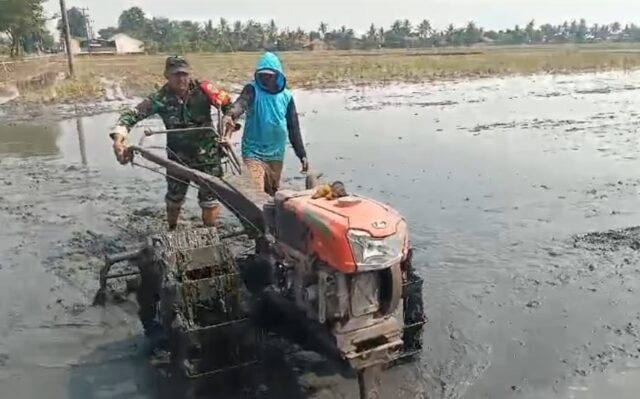 Percepat Pengolahan Lahan, Babinsa Koramil 0602-06/Kramatwatu Terus Dampingi Petani