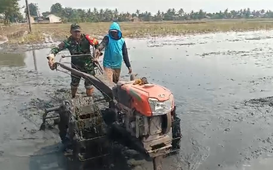 Percepat Pengolahan Lahan, Babinsa Koramil 0602-06/Kramatwatu Terus Dampingi Petani Percepat Pengolahan Lahan, Babinsa Koramil 0602-06/Kramatwatu Terus Dampingi Petani