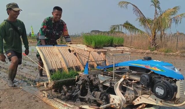 Percepatan Tanam Padi, Babinsa Koramil 0602-10/Pontang Dampingi Gapoktan Ratu Tani