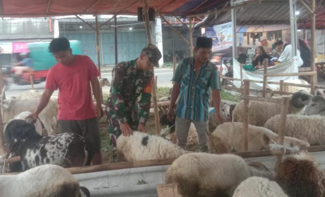 Jelang Idul Adha, Sertu Ahdi Babinsa Koramil 0602-18/Kragilan Mengecek Kesehatan Hewan Kurban