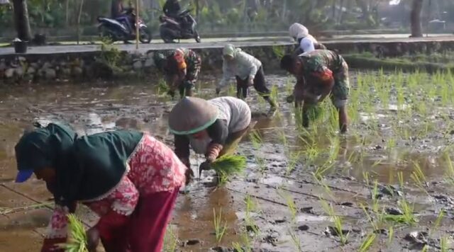 Dukung Program Ketahanan Pangan, Kodim 0602/Serang Laksanakan Tanam Padi Bersama Poktan Harapan Makmur