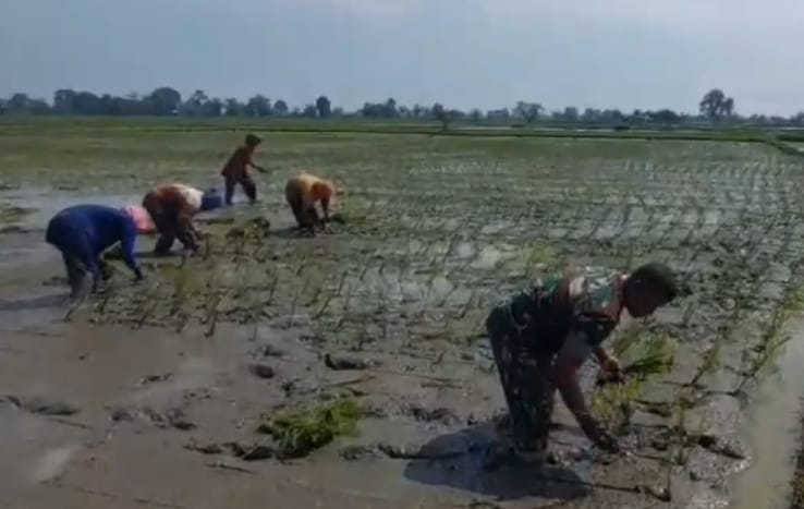 Tingkatkan Swasembada Pangan, Babinsa Koramil 0602-16/Ciruas Terus Hadir Mendampingi Petani Tingkatkan Swasembada Pangan, Babinsa Koramil 0602-16/Ciruas Terus Hadir Mendampingi Petani