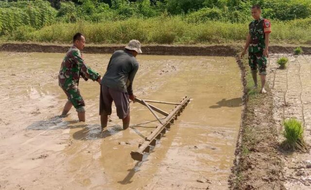 Dukung Ketahanan Pangan, Babinsa Koramil 0602-09/Cikeusal Membantu Petani Tanam Padi Di Desa Panosogan