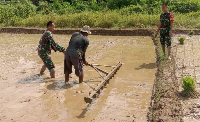 Dukung Ketahanan Pangan, Babinsa Koramil 0602-09/Cikeusal Membantu Petani Tanam Padi Di Desa Panosogan Dukung Ketahanan Pangan, Babinsa Koramil 0602-09/Cikeusal Membantu Petani Tanam Padi Di Desa Panosogan