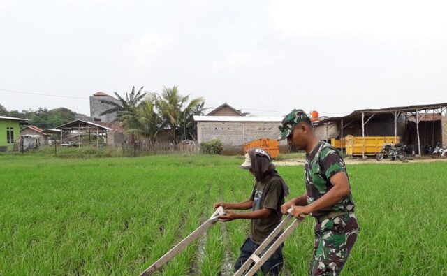 TNI AD Dukung Swasembada Pangan, Babinsa Koramil 0602-16/Ciruas Bantu Petani Bersihkan Sawah