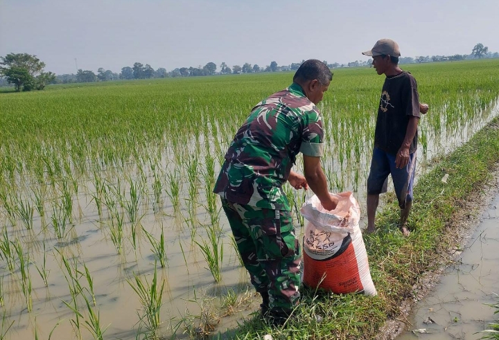 Babinsa Koramil 0602-16/Ciruas Bantu Petani Sebar Pupuk di Sawah