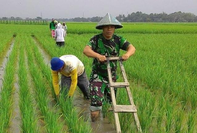 Babinsa Koramil 0602-16/Ciruas Dukung Ketahanan Pangan Dengan Pendampingan Pertanian Di Desa Kaserangan Babinsa Koramil 0602-16/Ciruas Dukung Ketahanan Pangan Dengan Pendampingan Pertanian Di Desa Kaserangan