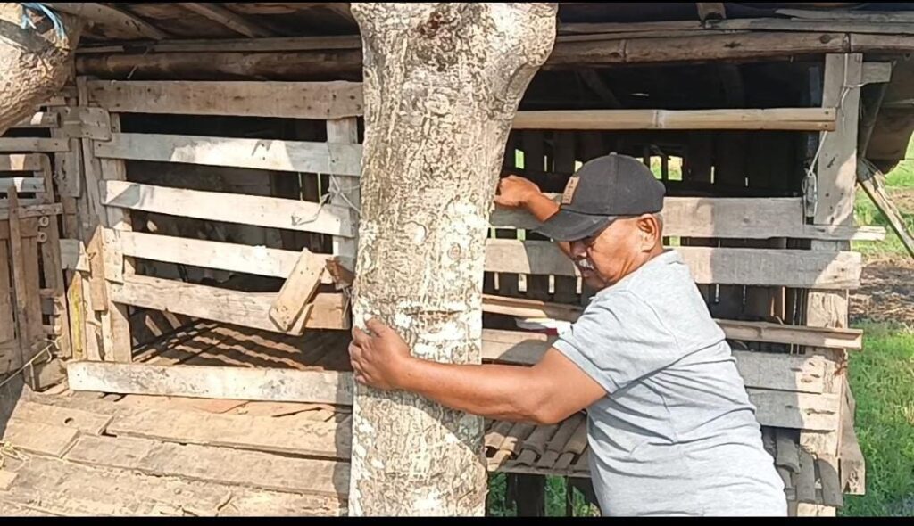 Dalam Waktu 4 Hari, 3 Ekor Kambing Milik Wartawan Raib Digondol Maling Dalam Waktu 4 Hari, 3 Ekor Kambing Milik Wartawan Raib Digondol Maling