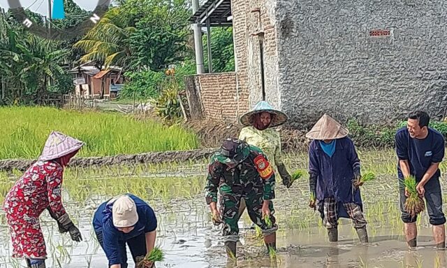 Dukung Ketahanan Pangan, Serda Musawir Babinsa Kasemen Dampingi Petani Tanam Padi