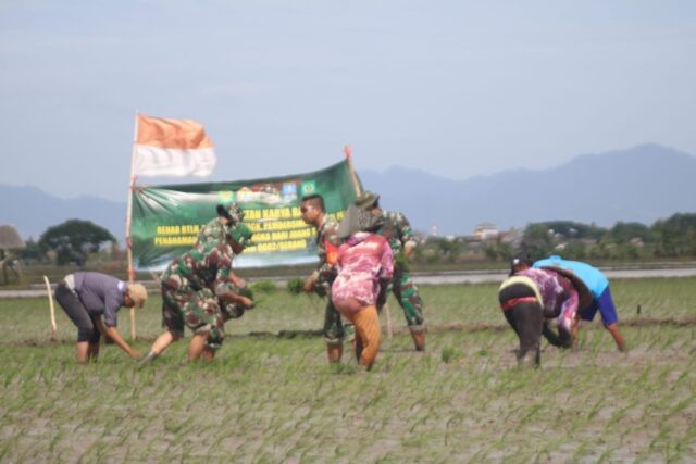 Kodim Serang Gandeng Dinas Pertanian Kota Serang Tanam Padi Serentak di Kasemen