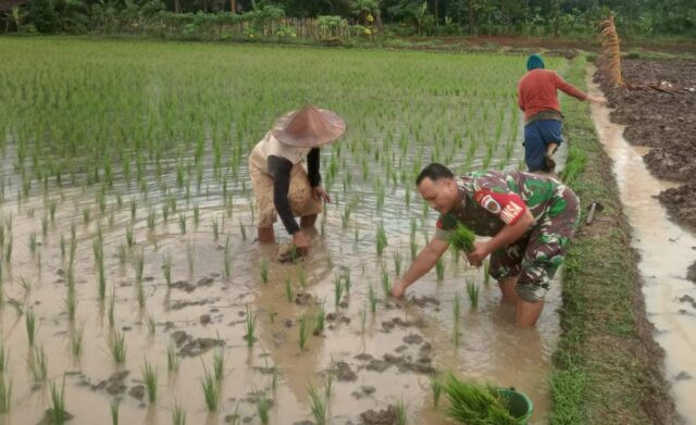 Babinsa Koramil Petir Mendampingi Petani : Wujud Nyata Dukung Ketahanan Pangan