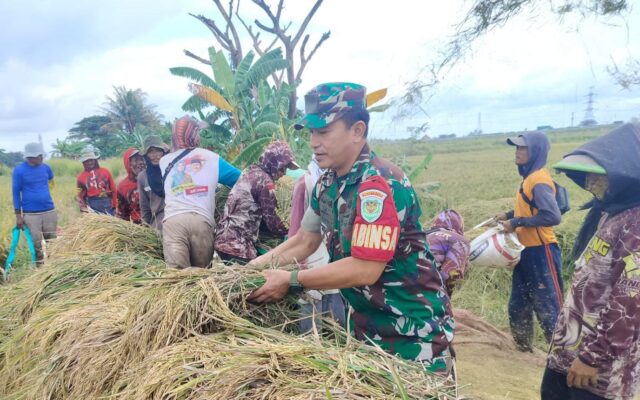 Babinsa Koramil Kramatwatu Dukung Swasembada Pangan, Dampingi Petani Panen Gabah