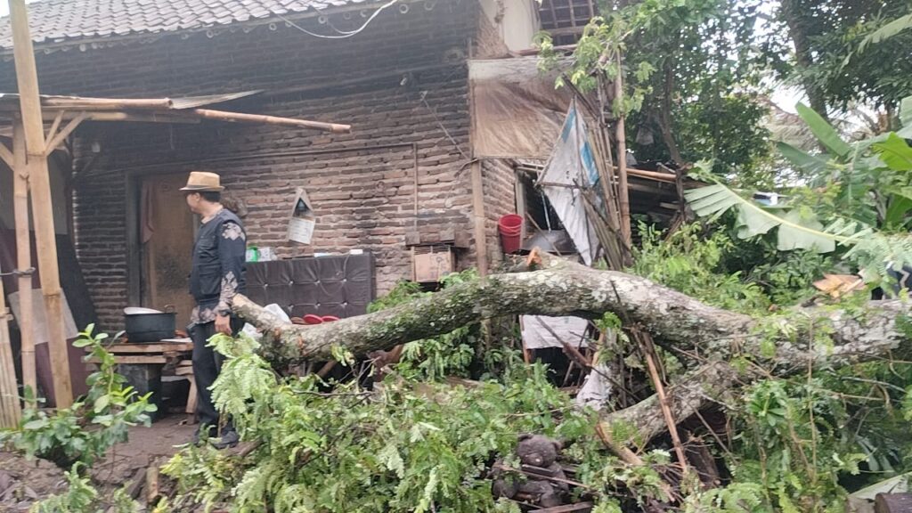 Pohon Tumbang Timpa Rumah Warga Sindangheula, Kades dan Ketua BPD Turun Langsung Pohon Tumbang Timpa Rumah Warga Sindangheula, Kades dan Ketua BPD Turun Langsung