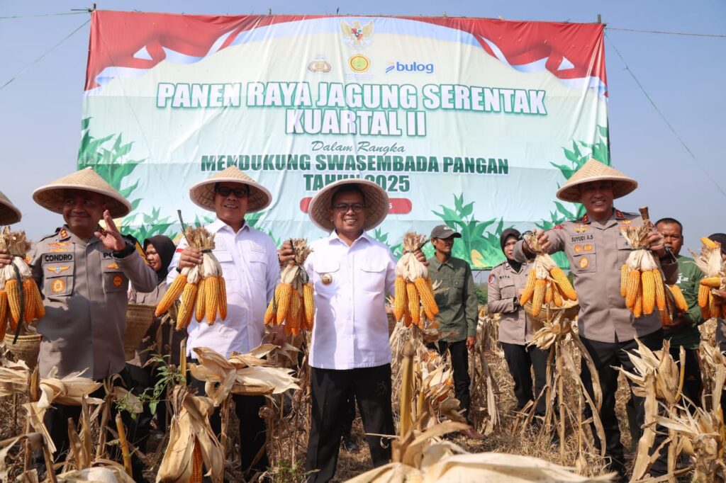 Perkuat Ketahanan Pangan, Andra Soni : Pemprov Banten Tingkatkan Produksi Tanaman Jagung Perkuat Ketahanan Pangan, Andra Soni : Pemprov Banten Tingkatkan Produksi Tanaman Jagung