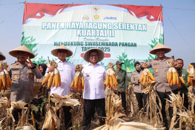 Perkuat Ketahanan Pangan, Andra Soni : Pemprov Banten Tingkatkan Produksi Tanaman Jagung
