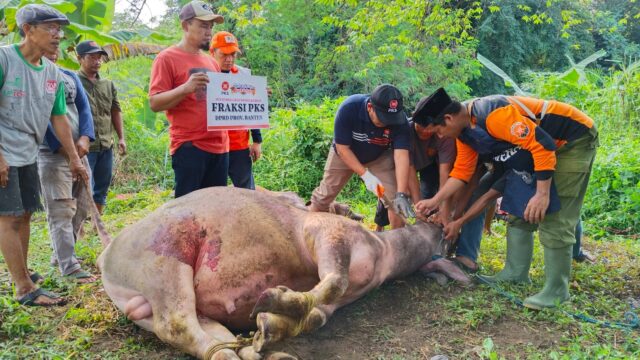 PKS Banten Bagikan 55.300 Paket Daging Kurban