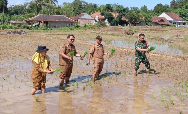 Babinsa Koramil Kopo Aktif Dampingi Petani, Guna Mendukung Ketahanan Pangan Nasional