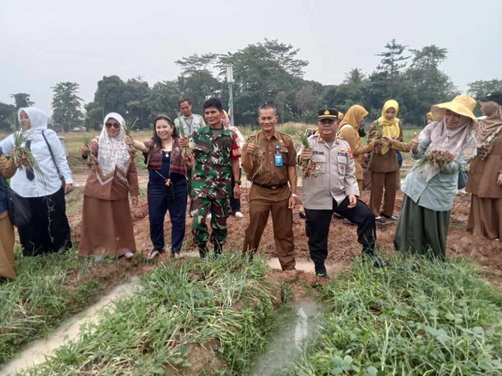 Panen Raya Bawang Merah Warnai Kawasan BSR Tegal Sari