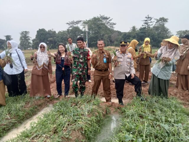 Panen Raya Bawang Merah Warnai Kawasan BSR Tegal Sari