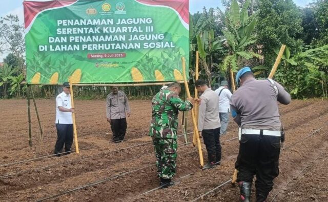 Koramil Cikeusal Dukung Penanaman Jagung Serentak Di Lahan Perhutanan Sosial