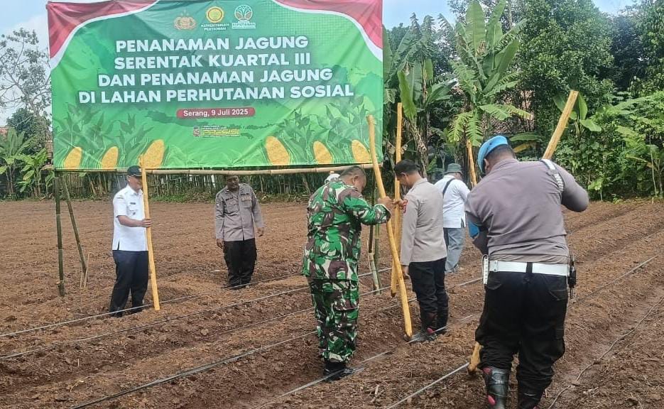 Koramil Cikeusal Dukung Penanaman Jagung Serentak Di Lahan Perhutanan Sosial Koramil Cikeusal Dukung Penanaman Jagung Serentak Di Lahan Perhutanan Sosial