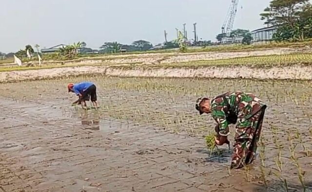 Manfaatkan Lahan Tidur, Koramil Kragilan Bersama Petani Bangun Ketahanan Pangan