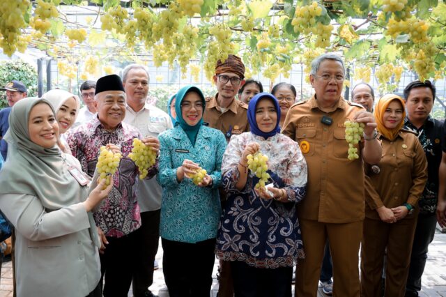 Ketua TP PKK Banten Ikuti Panen Anggur Ponjay Bendav Kota Tangerang Selatan