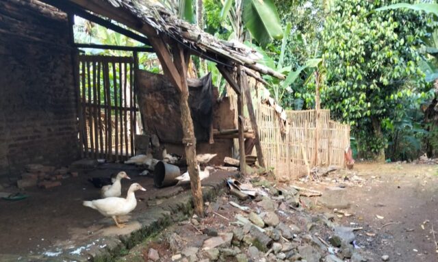 Puluhan Ekor Bebek Milik Kelompok Bumdes Surakarta Makmur Tidak Jelas, Diduga Di Jual Ketua Kelompok