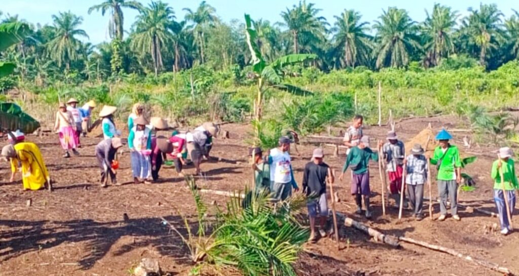 Gelar Monev Pengembangan Tanaman Jagung di Angsana, Begini Kata Kabid Tanaman Pangan dan Hortikultura DPKP Kabupaten Pandeglang.