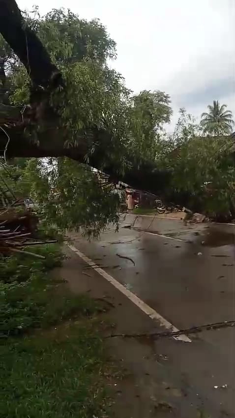 Pohon Asam Tumbang, Akses Jalan Petir–Ciruas Lumpuh Pohon Asam Tumbang, Akses Jalan Petir–Ciruas Lumpuh