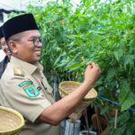 Pesantren di Lebak Budidaya Cabai, Andra Soni Minta Replikasi