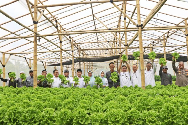 Panen Perdana Selada Hidroponik, BUMDes Cibojong Jadi Model Ketahanan Pangan Desa