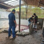 Polres Serang Tertibkan Arena Sabung Ayam di Lebak Wangi