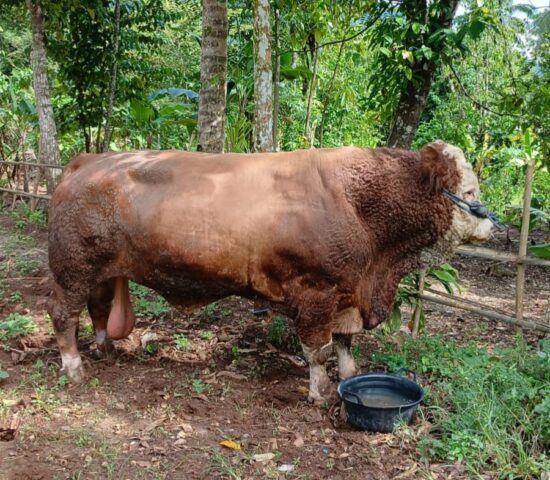 ‎Bantuan Sapi Kurban Presiden Disalurkan ke Ponpes Syifaul Mu’minin Ciomas