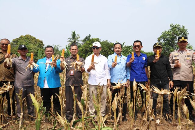 ‎Pemuda KNPI Lebak Panen Jagung, Wagub Banten Dorong Regenerasi Petani
