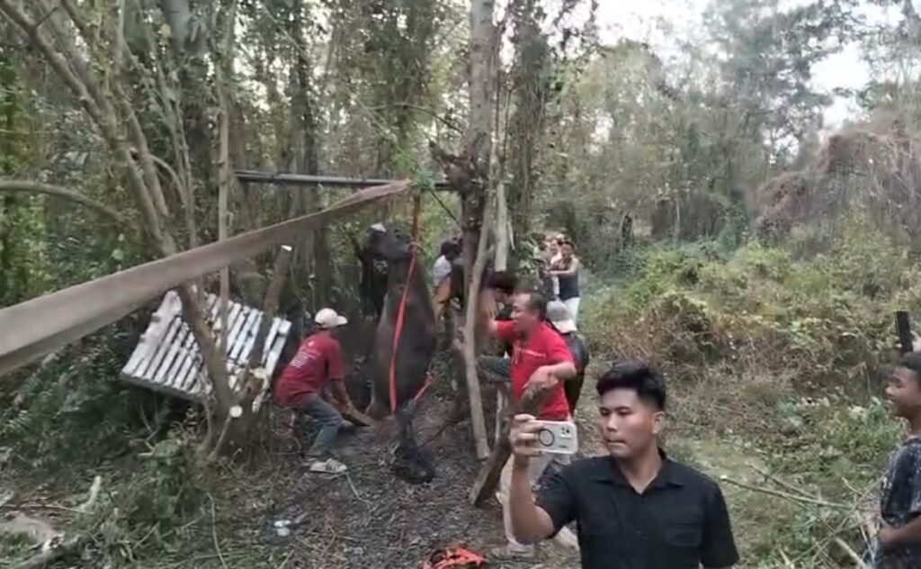 Kerbau Terperosok ke Sumur 11 Meter di Kragilan, Dievakuasi Petugas dan Warga Kerbau Terperosok ke Sumur 11 Meter di Kragilan, Dievakuasi Petugas dan Warga