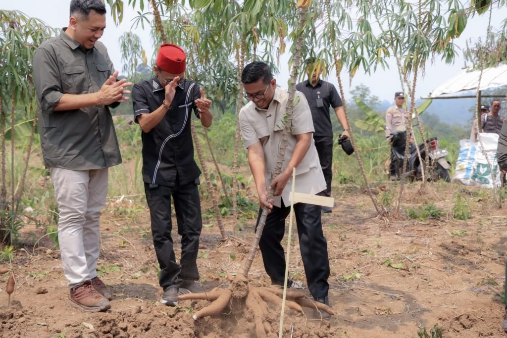 Panen Singkong di Lebak, Pemprov Banten Janjikan Kepastian Pasar dan Jalan Desa