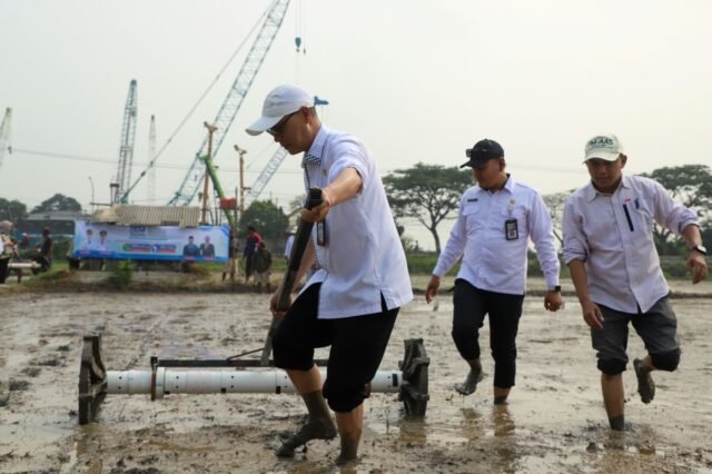 HUT ke-500, Pemkab Serang Tanam Padi 500 Hektare dan Vaksinasi 500 Ternak